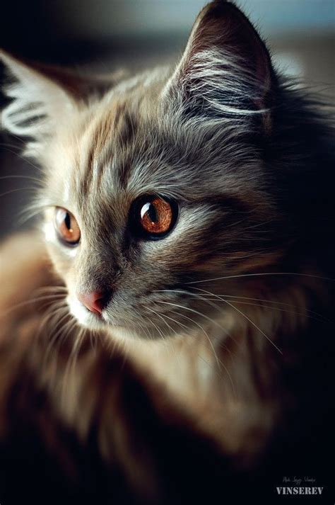 A Close Up Of A Cat With Orange Eyes