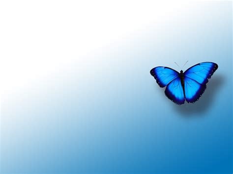 Blue Butterfly Wallpaper In 2020 Butterfly Wallpaper Dce