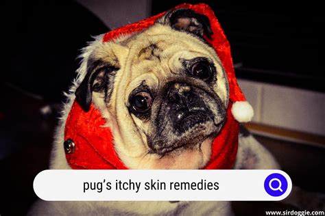Pugs Itchy Skin Remedies 5 Common Canine Scratching Reasons And