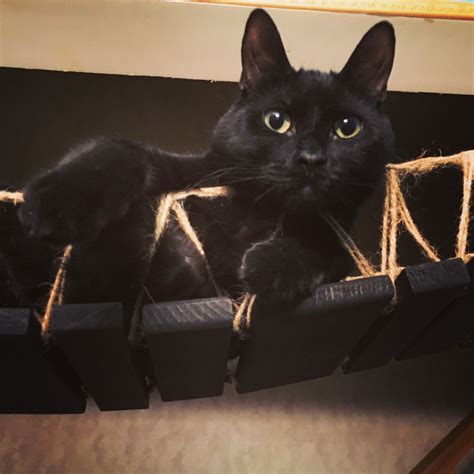 Find cats and kittens for sale, near you and across australia. Maine Coon Kittens Mn For Sale - Animal Friends