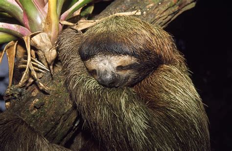 Brown Throated Three Toed Sloth Photograph By M Watson Pixels