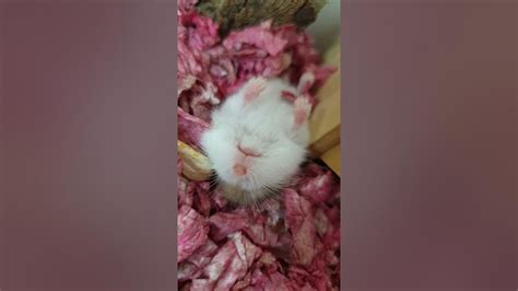 Cute Sleepwalking Baby Roborovski Hamster Jiju Hamster Youtube