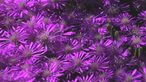 A single beautiful purple flowering water hyacinth. Purple Flower Ground Cover Stock Video 683271 | HD Stock ...