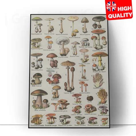 Vintage French Mushroom Botanical Map Chart Educational Poster A5 A4