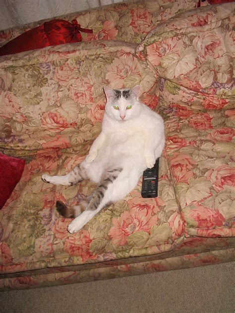 Nz Wine Blogger Ultimate Couch Potato Cat