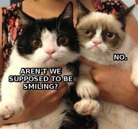Pin By Kelsee Morgan On Funnycute Animals Funny Grumpy Cat Memes