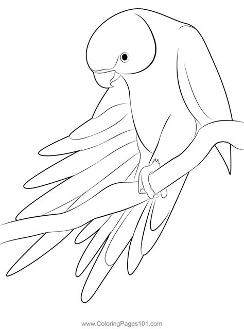 Parakeet Coloring Page Home Design Ideas