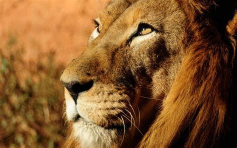 Animals Lion Wildlife Wallpapers Hd Desktop And Mobile