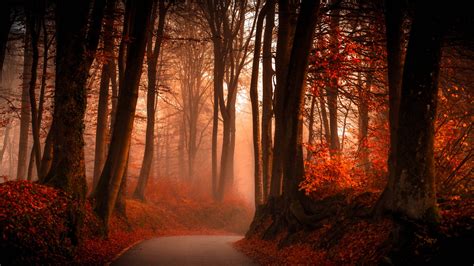 Forest With Pathway During Day Time Hd Wallpaper Wallpaper Flare