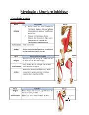 Anatomie Myologie membres inférieur docx Myologie Membre