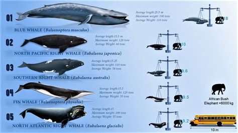 Top 10 Heaviest And Longest Whales In The World The Biggest Mammals