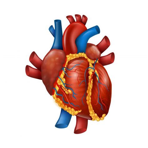 Premium Vector Healthy 3d Realistic Human Heart Corazón Humano