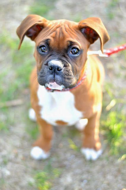 17 Irresistibly Cute Boxer Pup Puppy Boxers Puppies Bowwow Times Cute
