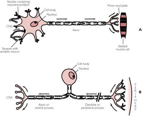 Sensory Neuron Causes Symptoms Treatment Sensory Neuron