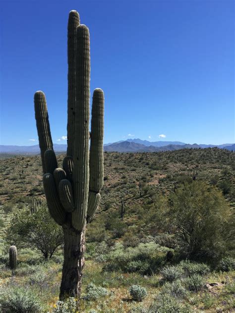 Our demonic cactus fruits have another surprise in store to prevent you from enjoying their deliciousness. For migrating desert plants, taller means faster: NAU ...