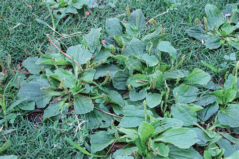 Plantain The Edible Weed American Outdoor Guide