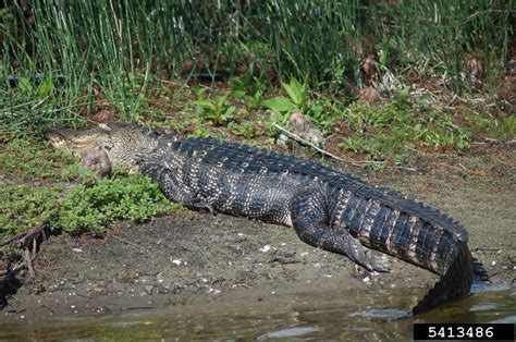 American Alligator Alligator Mississippiensis Crocodilia