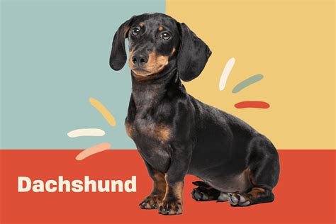 Dachshund Dog Breed Information And Characteristics