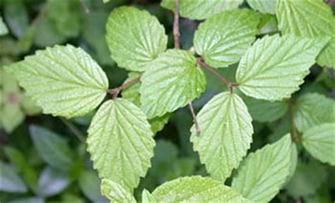 Rafinesquianum affine, a less downy viburnum, that just has some hair on the main leaf veins it makes as good a landscape large shrub as the smooth arrowwood, being basically neat and clean. Downy Arrowwood (Viburnum rafinesquianum)