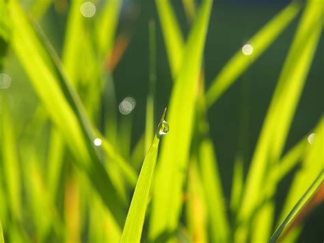 Grass Green Dewdrop In The Free Photo On Pixabay Pixabay