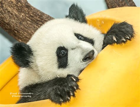 Panda Cub Out Of The Yellow At Zoo Atlanta Georgia Flickr
