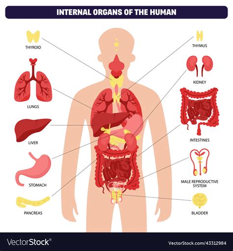 Human Body Organ System Infographic Royalty Free Vector