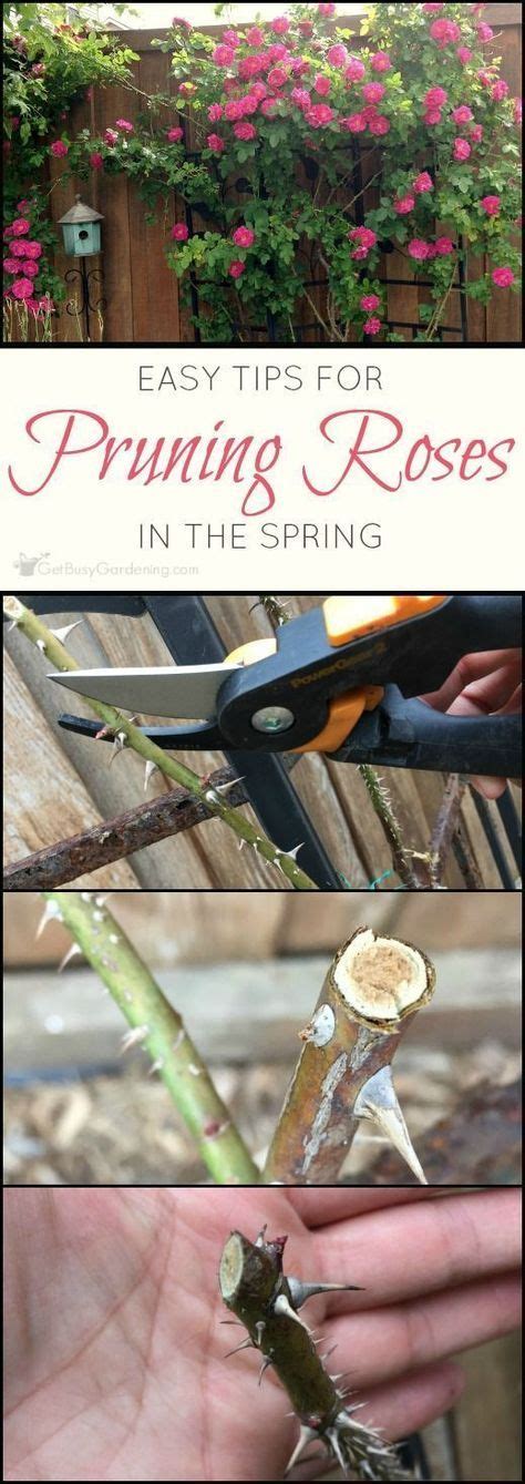 How To Prune Roses A Step By Step Guide Pruning Roses Small Front