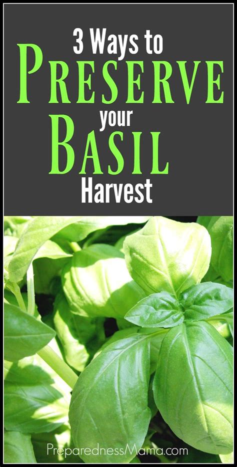 Basil Recipes Garden Recipes Veggie Garden Herb Garden Vegetable