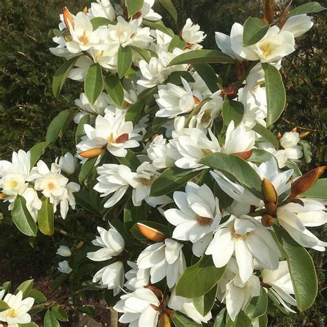 Magnolia Fairy White Semi Evergreen Magnolia Trees For Sale