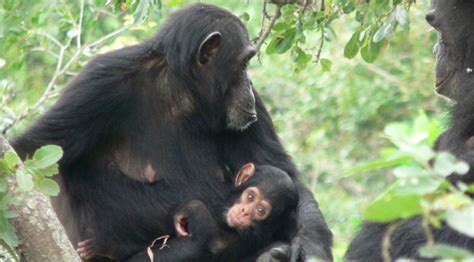 Study Finds Chimps Die From Simian Aids Dispelling Widely Held Belief