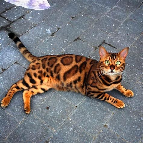 Amaizing Cats That Look Like Tigers Innewsweekly