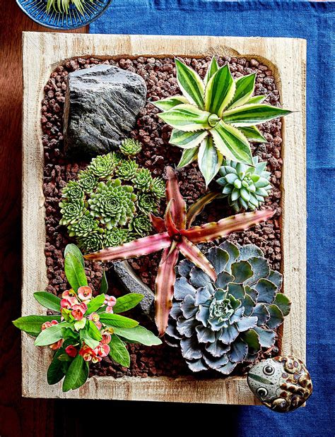 9 Dish Garden Designs That Will Bring The Outdoors In