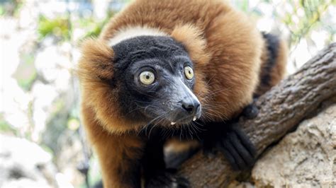 Collared Lemurs · Tennessee Aquarium