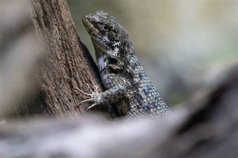 Northern Curly Tailed Lizard Marwell Zoo