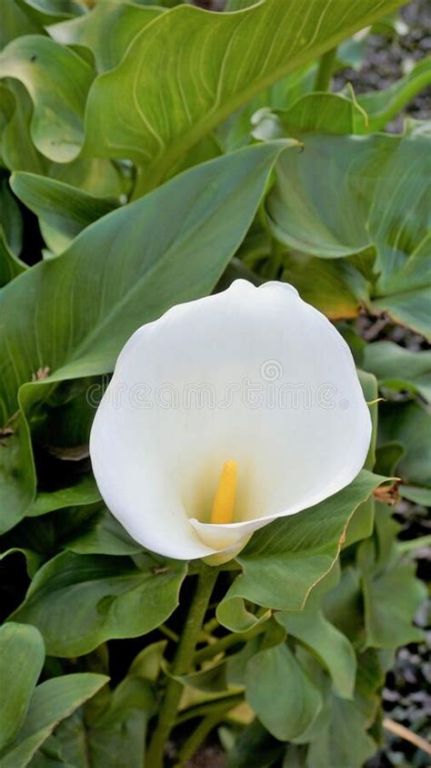 Beautiful White Flowers Of Zantedeschia Aethiopica Also Known As Calla