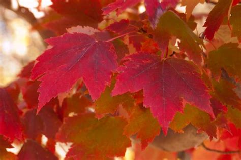 Shrubs And Trees With Gorgeous Fall Color Hgtv