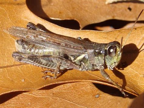 Migratory Grasshopper Melanoplus Sanguinipes Bugguidenet