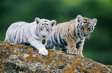 Newborn Baby White Tigers