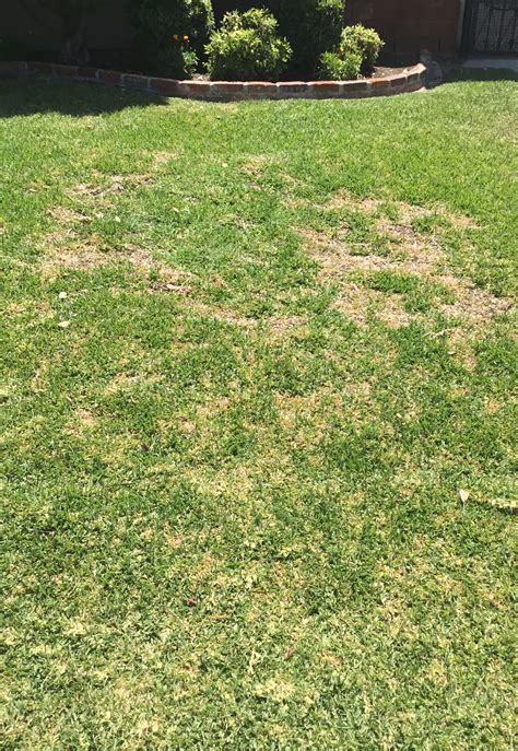 St Augustine Grass Brown Patches Lawns Irrigate Growing Bugs