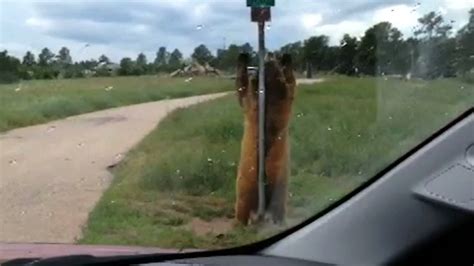 Caught On Camera Grizzly Bear Pole Dances Youtube