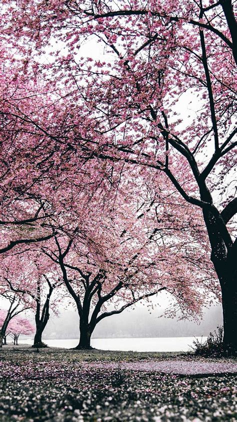 Iphone Wallpaper Sakura Trees Flowering Hd Sakura Bloom Sakura Tree