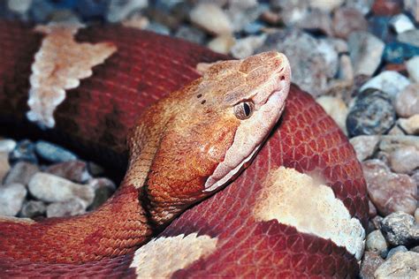 Orange Water Snakes In Georgia Red Bellied Snake State Of Tennessee