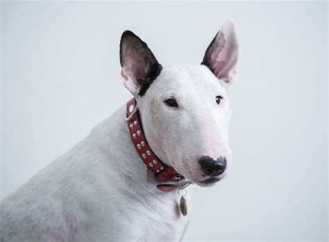 Small White Dog Breeds List