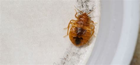 That means they can hide for a. Must Know Facts About Bed Bugs in Your Home - JEM Intercon