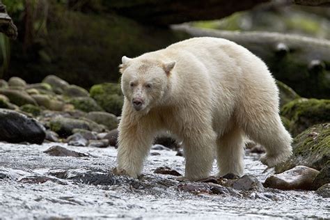 Canadas Wild Side The Great Bear Rainforest Lonely Planet