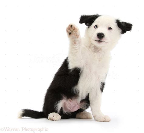 Dog Black And White Border Collie Puppy Waving A Paw Photo Wp40930