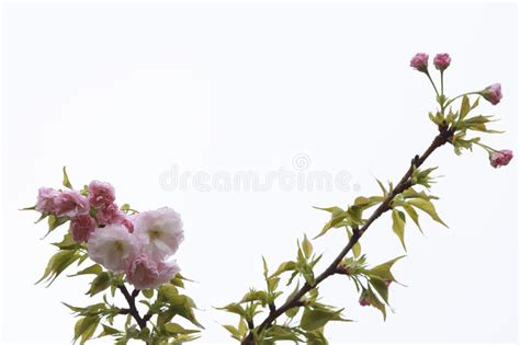 Blooming Pink Cherry Blossoms In The Both Sides Of The Picture Stock
