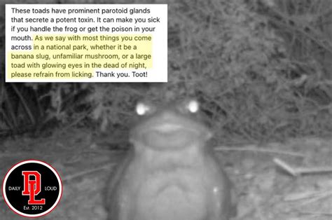 National Park Service Asks Visitors To Stop Licking Toads To Get High