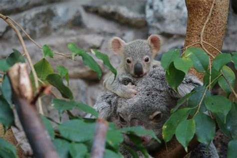 Adorable Koala Baby Born As World Waits For First Uk Panda Cub Nature