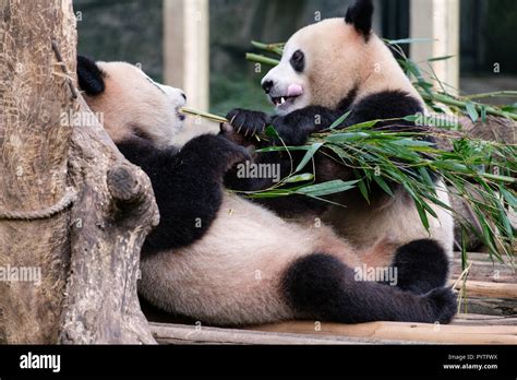 Two China Panda Bear Cub Baby Eat And Play In Zoo Nature Around With
